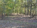 Wooded View