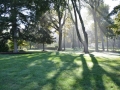 Lawn