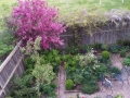 Garden- Backyard